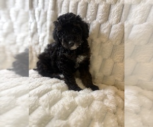 Poodle (Miniature) Puppy for Sale in SAN ANTONIO, Texas USA