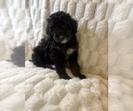 Small Poodle (Miniature)