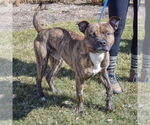 Small #1 American Staffordshire Terrier-Boxer Mix