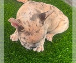 Frenchie babies - Male French Bulldog Puppy for Sale - Photo #7