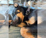 Small #26 German Shepherd Dog
