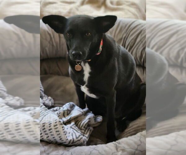 Medium Photo #3 Labrador Retriever-Unknown Mix Puppy For Sale in oakland, FL, USA