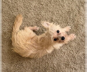 Bunny - Female Havanese-Unknown Mix Dog for Adoption - Photo #3