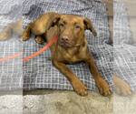 Small #3 Australian Shepherd-Doberman Pinscher Mix