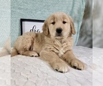 Small #2 Golden Retriever