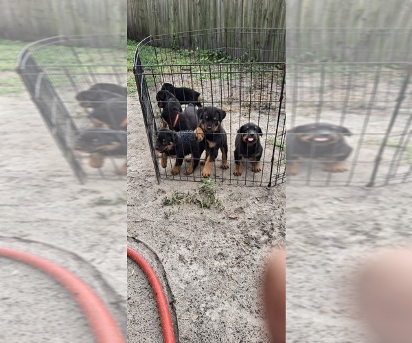 Medium Photo #4 Rottweiler Puppy For Sale in LAKELAND, FL, USA