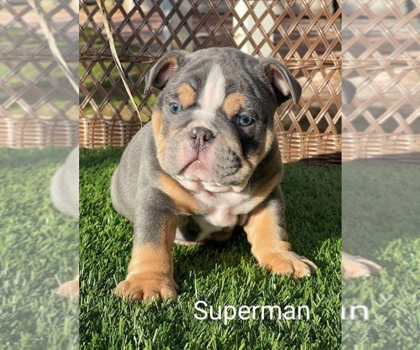 Medium Photo #1 English Bulldog Puppy For Sale in RIVERSIDE, CA, USA