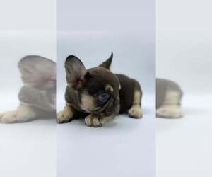 French Bulldog Puppy for sale in LOS ANGELES, CA, USA