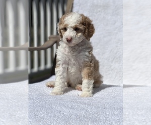 Aussiedoodle Miniature  Puppy for Sale in COLBERT, Washington USA