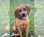 Small Redbone Coonhound Mix