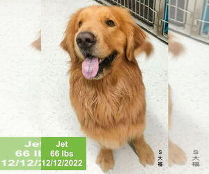 Golden Retriever Dogs for adoption in West Hollywood, CA, USA