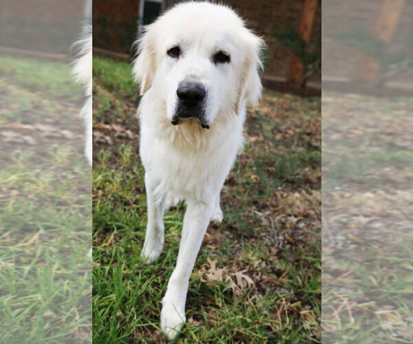 Medium Photo #8 Great Pyrenees Puppy For Sale in Dallas, TX, USA