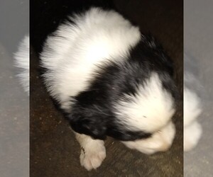 Border Collie Puppy for sale in ELMA, WA, USA