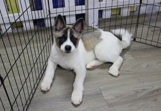 Akita Puppy for sale in MURRIETA, CA, USA