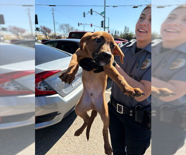 Medium Photo #1 Rhodesian Ridgeback-Unknown Mix Puppy For Sale in Stockton, CA, USA