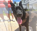 Small #1 German Shepherd Dog Mix