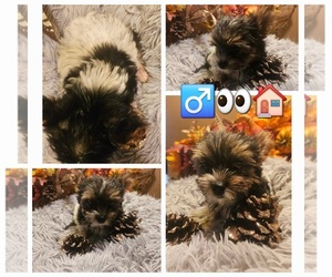 Yorkshire Terrier Puppy for sale in KATY, TX, USA