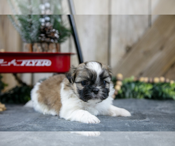 Medium Photo #13 Shih Tzu Puppy For Sale in GREENWICH, OH, USA