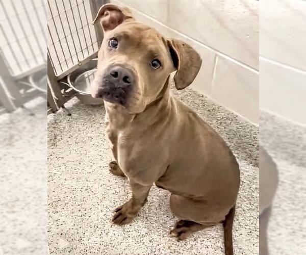 Medium Photo #2 American Pit Bull Terrier Puppy For Sale in Houston, TX, USA