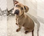 Small #1 American Pit Bull Terrier