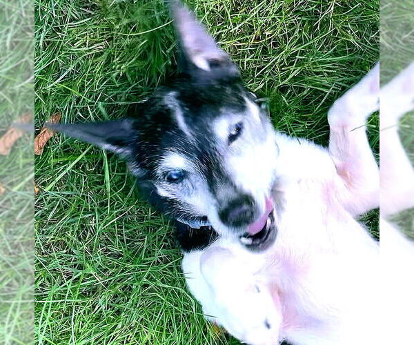 Medium Photo #4 Rat Terrier Puppy For Sale in Atlanta, GA, USA