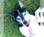 Small #3 Rat Terrier