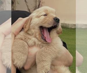 Golden Retriever Puppy for sale in WOODSTOCK, IL, USA