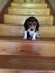 Beagle Puppy for sale in MILLERSTOWN, PA, USA