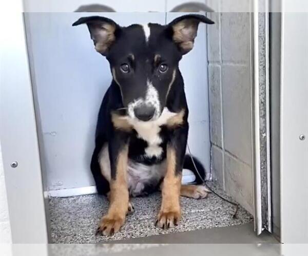Medium Photo #1 German Shepherd Dog-Unknown Mix Puppy For Sale in Houston, TX, USA
