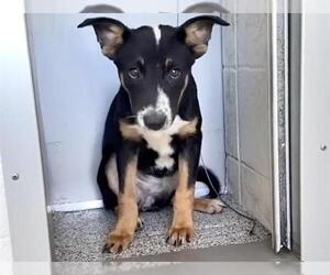German Shepherd Dog-Unknown Mix Dogs for adoption in Houston, TX, USA