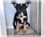 A662945 - Female German Shepherd Dog-Unknown Mix Dog for Adoption - Small photo