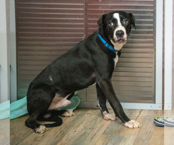 Medium Photo #4 Labrador Retriever-Mountain Cur Mix Puppy For Sale in Shreveport, LA, USA