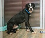 Small #3 Labrador Retriever-Mountain Cur Mix