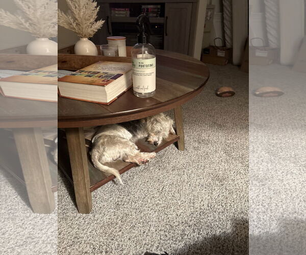 Medium Photo #3 Poodle (Miniature)-Unknown Mix Puppy For Sale in Holly Springs, NC, USA