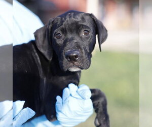 American Staffordshire Terrier-Unknown Mix Dogs for adoption in San Antonio, TX, USA