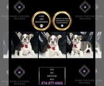 Puppy Leo AKC French Bulldog