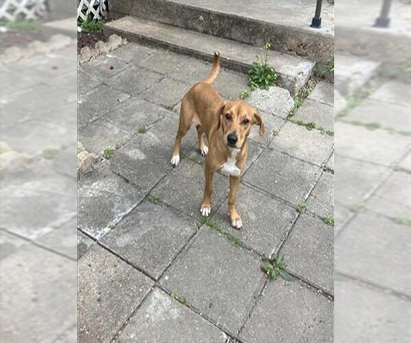 Medium Photo #1 Dachshund-Unknown Mix Puppy For Sale in Pasadena, TX, USA