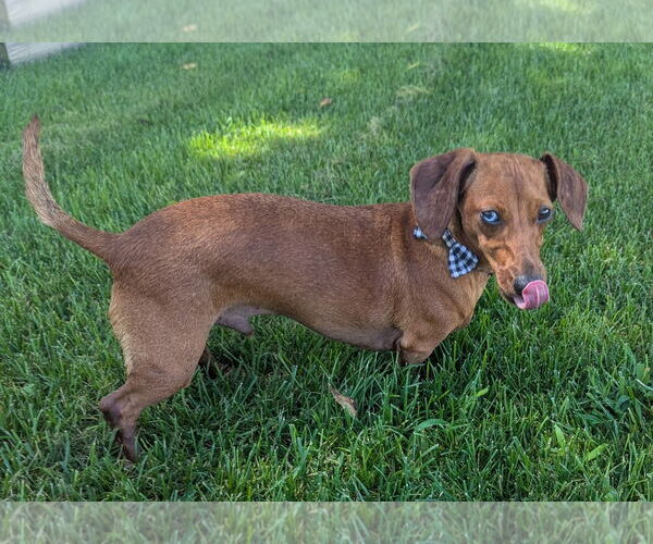 Medium Photo #5 Dachshund Puppy For Sale in Shelbyville, TN, USA