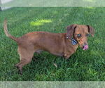 Small #4 Dachshund