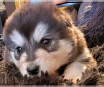 Small Photo #21 Alaskan Malamute Puppy For Sale in MIDWEST CITY, OK, USA
