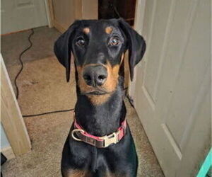 Mother of the Doberman Pinscher puppies born on 06/06/2026