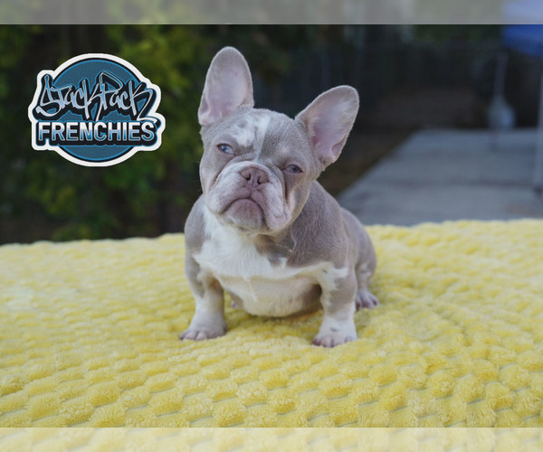 Medium Photo #1 French Bulldog Puppy For Sale in MIAMI, FL, USA