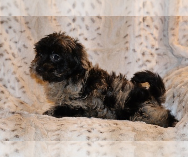 Medium Photo #7 Yorkiepoo mix (+ Poodle Toy) Puppy For Sale in DYERSBURG, TN, USA