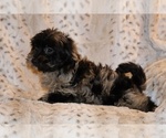 Small #6 Yorkiepoo mix (+ Poodle Toy)