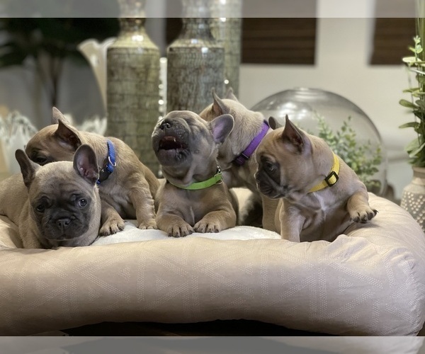 Medium Photo #6 French Bulldog Puppy For Sale in MISSION HILLS, CA, USA