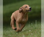 Small #1 Labrador Retriever Mix