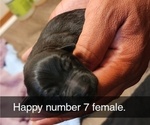 Puppy Puppy 7 ORANGE Rottweiler-American Pit Bull Terrier