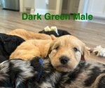 Puppy Dark green male Golden Mountain Doodle
