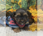 Small Photo #12 Shorkie Tzu Puppy For Sale in SELLERSBURG, IN, USA