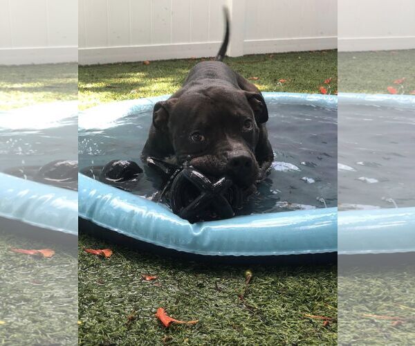 Medium Photo #23 Mutt Puppy For Sale in Pompano Beach , FL, USA
